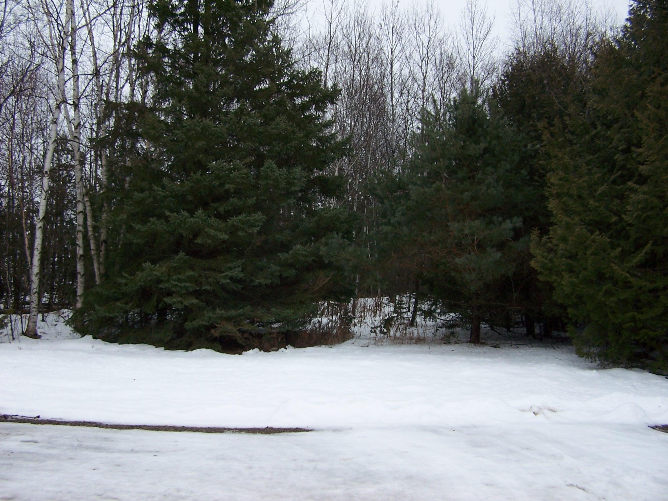 4683 Williams Road Cheboygan, MI 49721 - Photo 25 of 26 Gallery Image 25