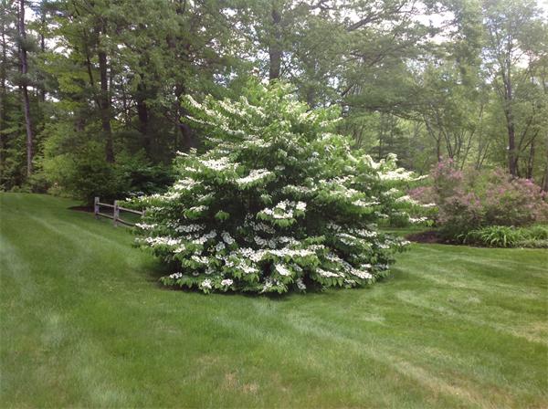 429 Linebrook Road Ipswich, MA 01938 - Photo 29 of 30 a view of a lush green space