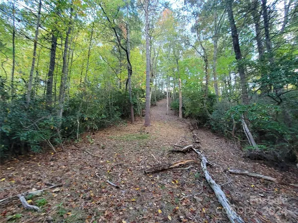 a view of a yard