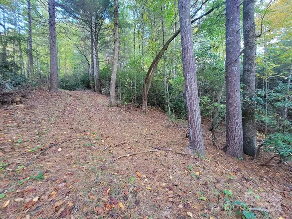 a view of a yard
