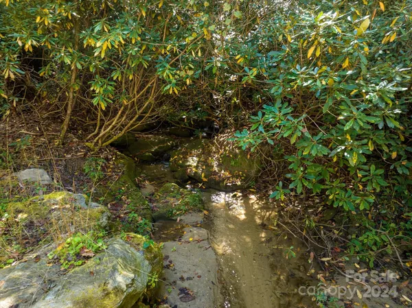 a view of a forest with trees in the background