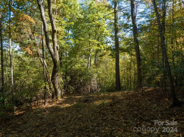 a view of a forest with trees