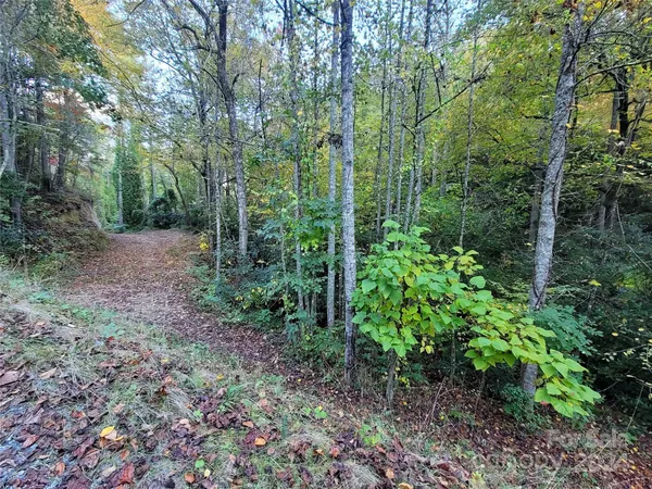 a view of a forest with trees in the background