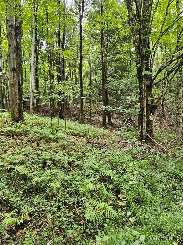 Vl Rabbit Road East Otto, NY 14729 - Photo 1 of 1