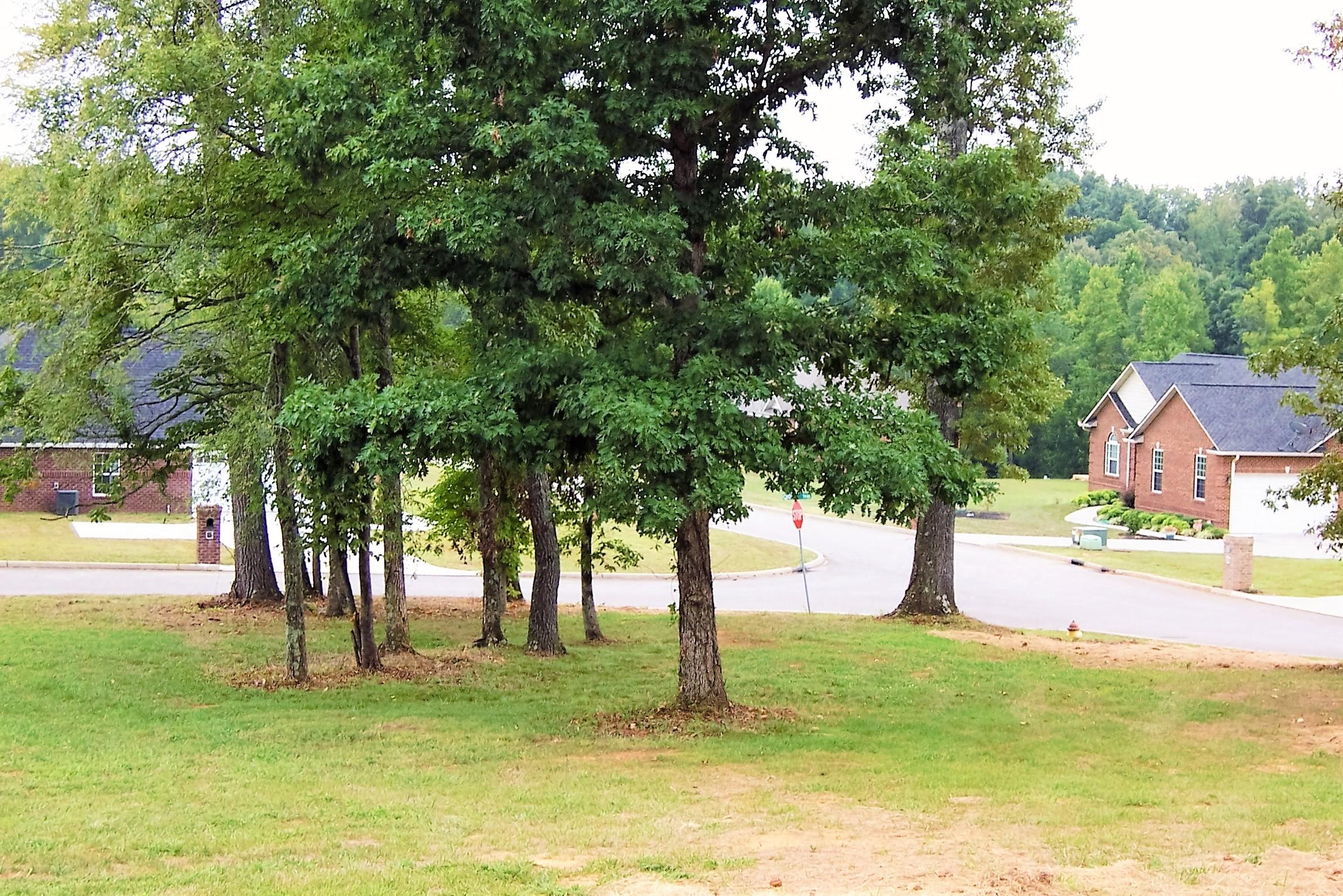 Front Yard