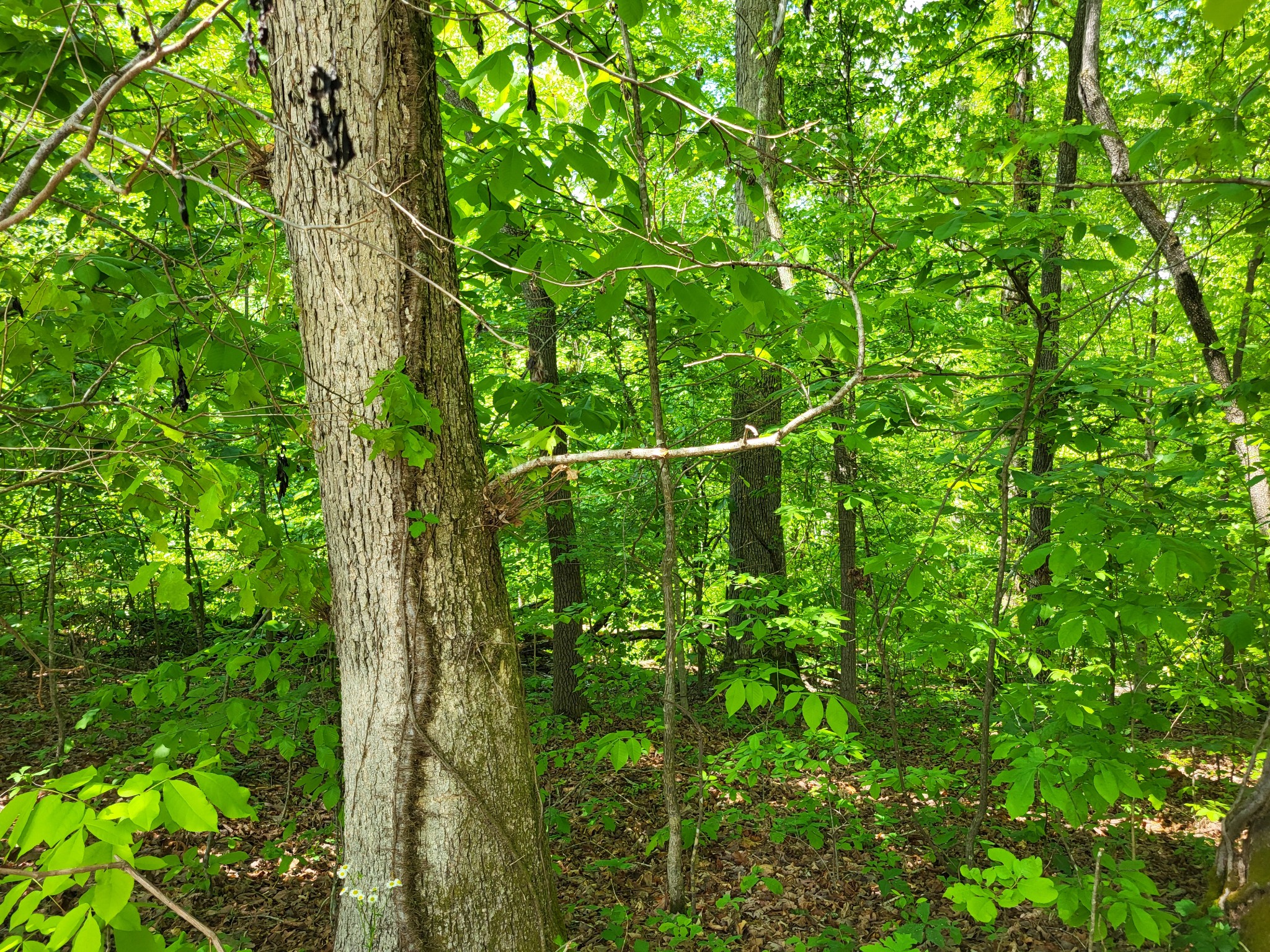 1 Shake Rag Road Sugar Tree, TN 38380 - Photo 1 of 5 a view of a lush green forest
