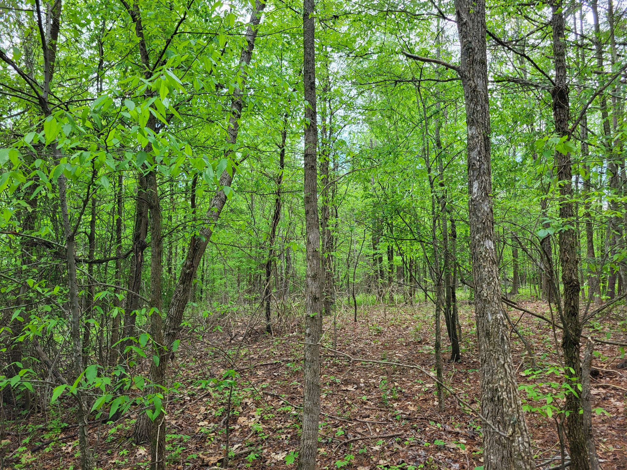 1 Shake Rag Road Sugar Tree, TN 38380 - Photo 4 of 5 a view of a forest