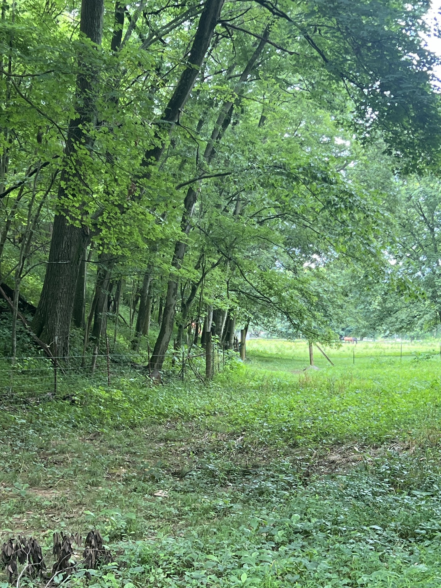 1135 North Sumner Road Bethpage, TN 37022 - Photo 3 of 34