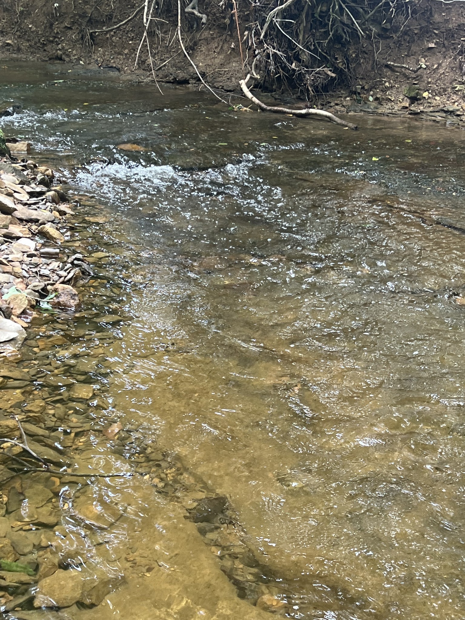 1135 North Sumner Road Bethpage, TN 37022 - Photo 5 of 34