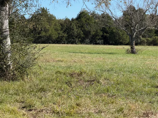 a view of a tree with a yard