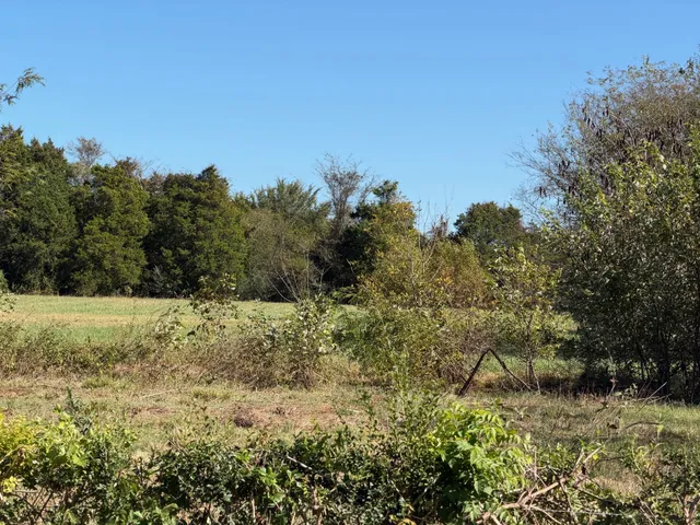 a view of a yard with a tree
