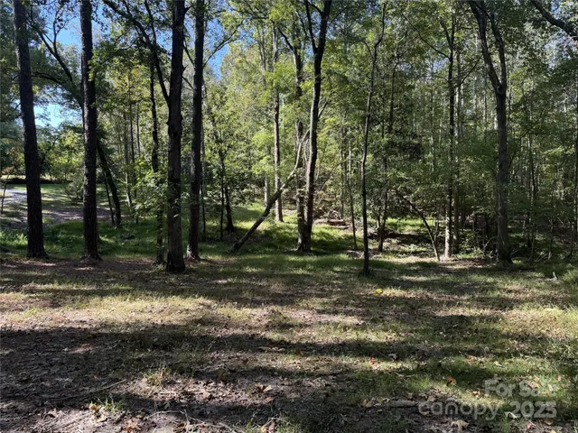 a view of a tree in the middle of a yard