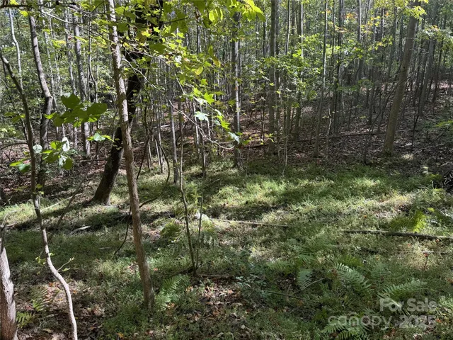 a view of a forest with trees