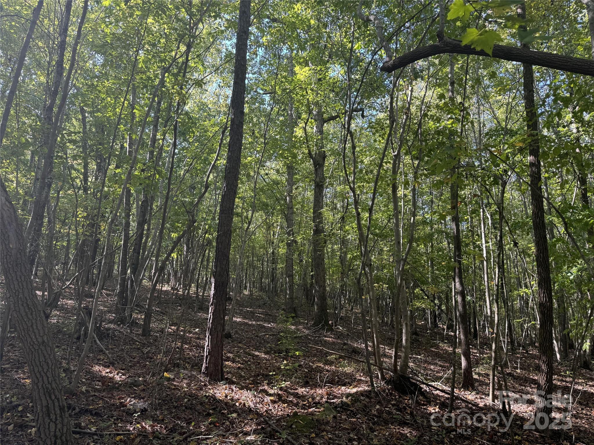 131 Biscoe Road Troy, NC 27371 - Photo 12 of 24 a view of a forest with trees
