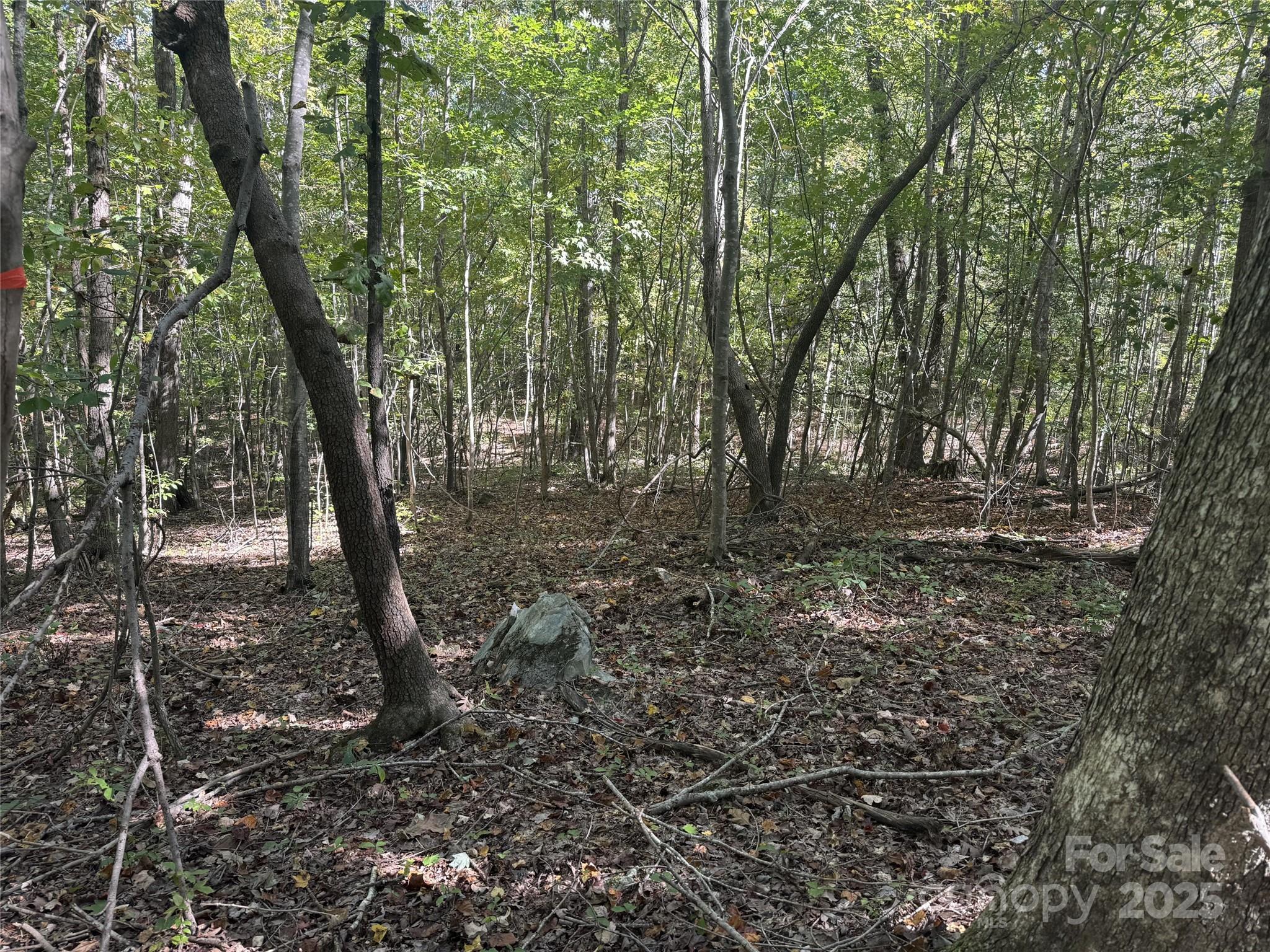 131 Biscoe Road Troy, NC 27371 - Photo 13 of 24 a view of backyard with green space