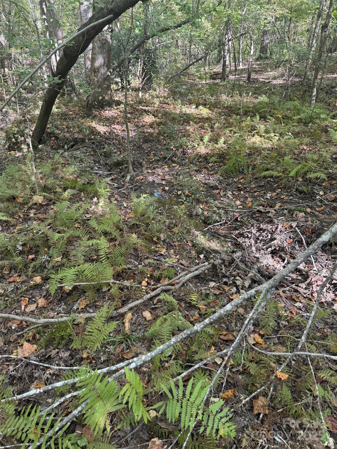 131 Biscoe Road Troy, NC 27371 - Photo 14 of 24 a view of a yard with a tree