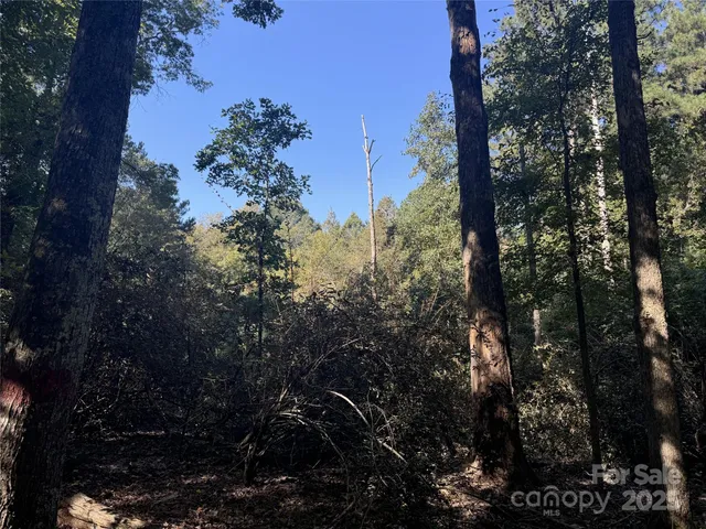 a view of a forest with trees in the background