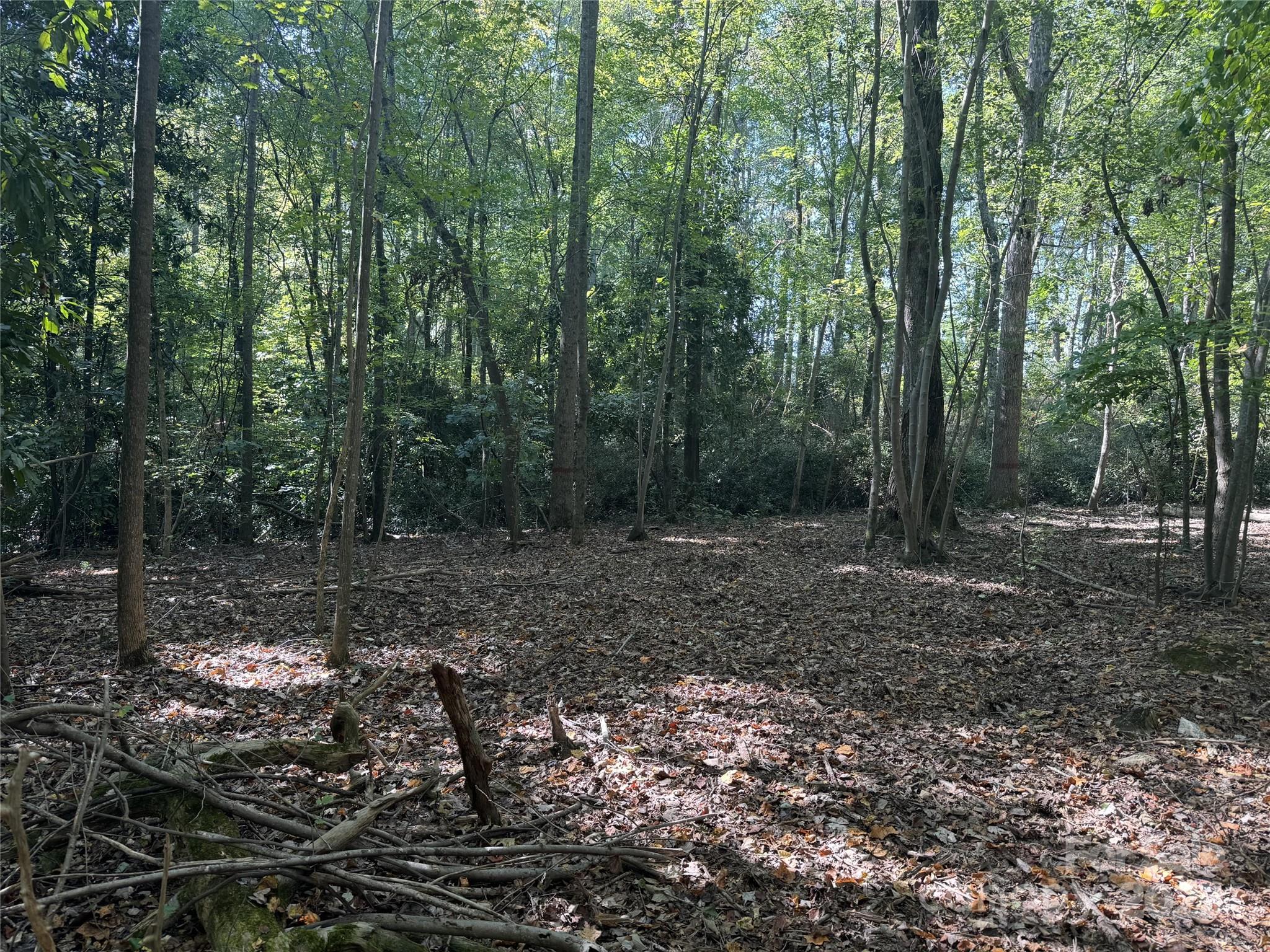 131 Biscoe Road Troy, NC 27371 - Photo 17 of 24 a view of a forest with trees in the background