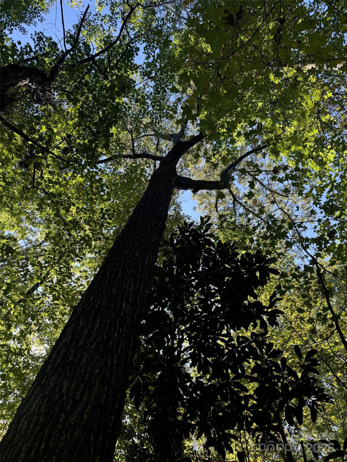 131 Biscoe Road Troy, NC 27371 - Photo 18 of 24 a close up of a tree