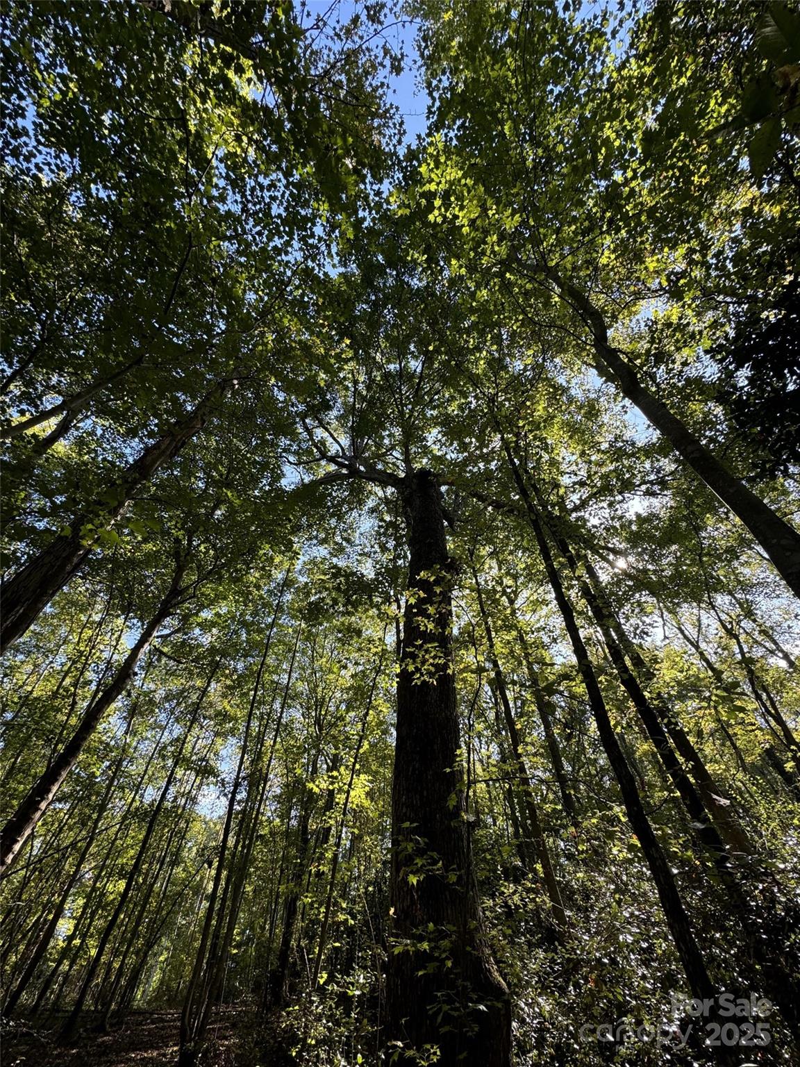 131 Biscoe Road Troy, NC 27371 - Photo 19 of 24 a picture of tree