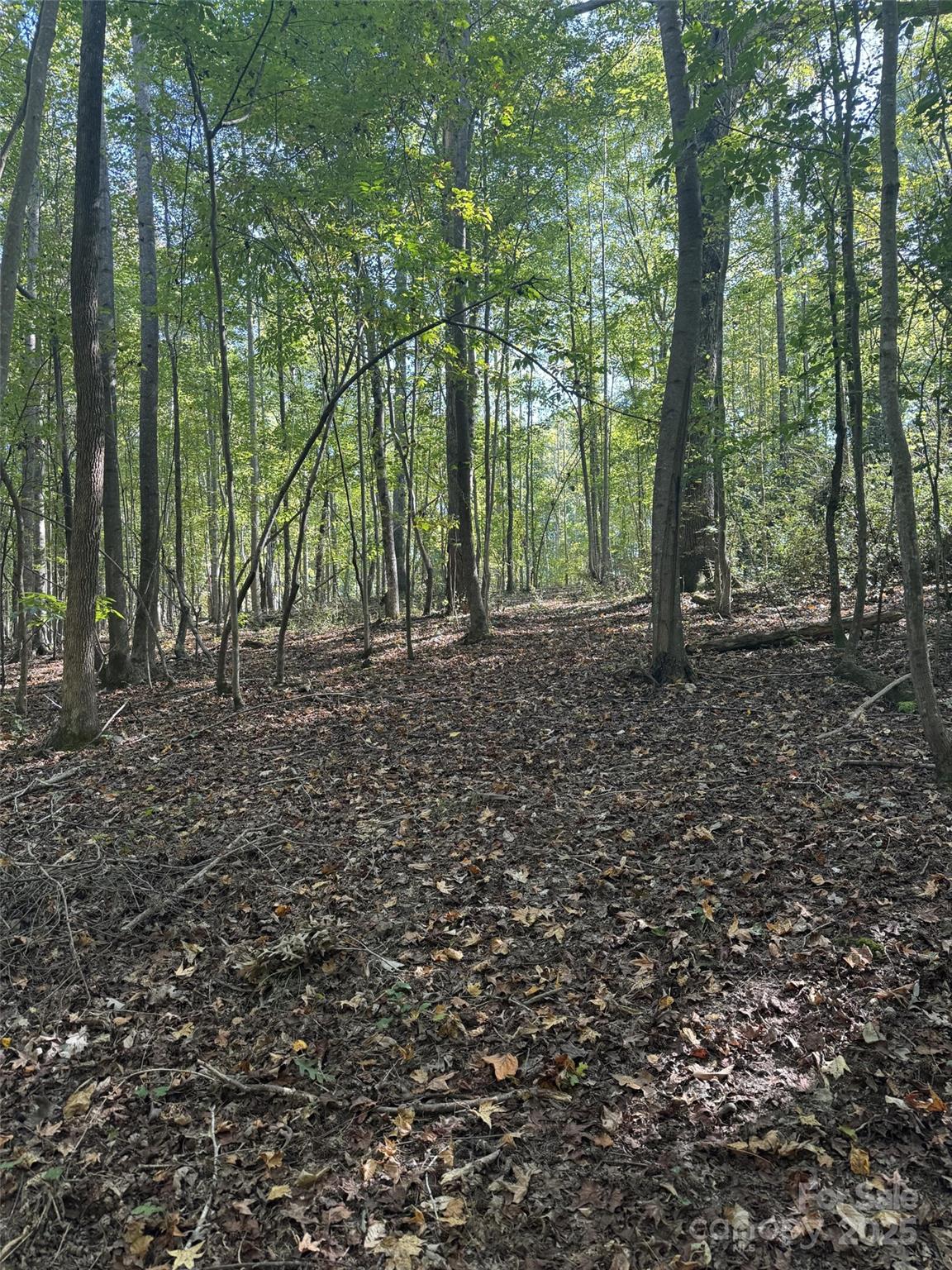 131 Biscoe Road Troy, NC 27371 - Photo 20 of 24 a backyard of a house with lots of green space