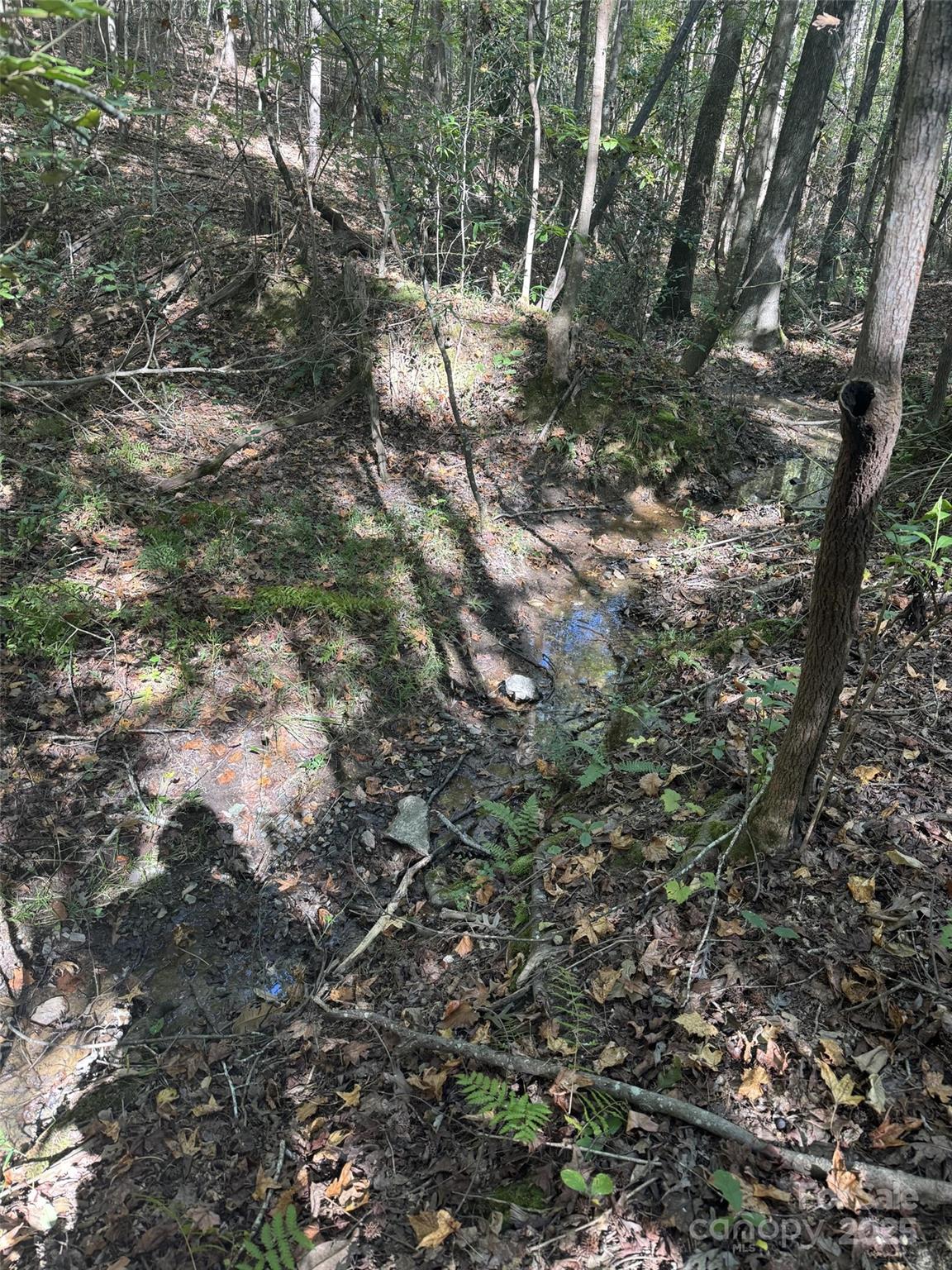 131 Biscoe Road Troy, NC 27371 - Photo 21 of 24 a view of forest