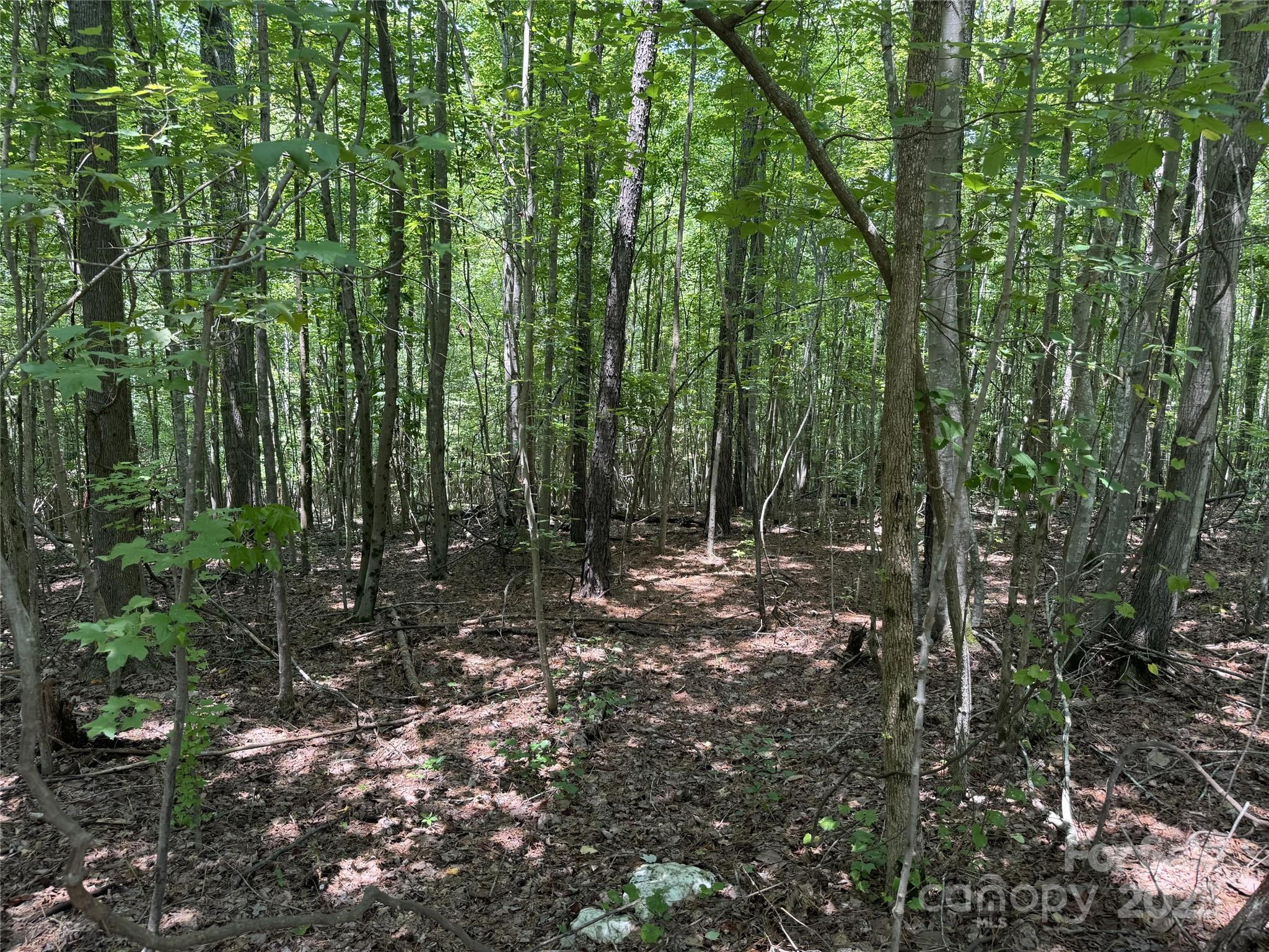 131 Biscoe Road Troy, NC 27371 - Photo 4 of 24 a view of forest