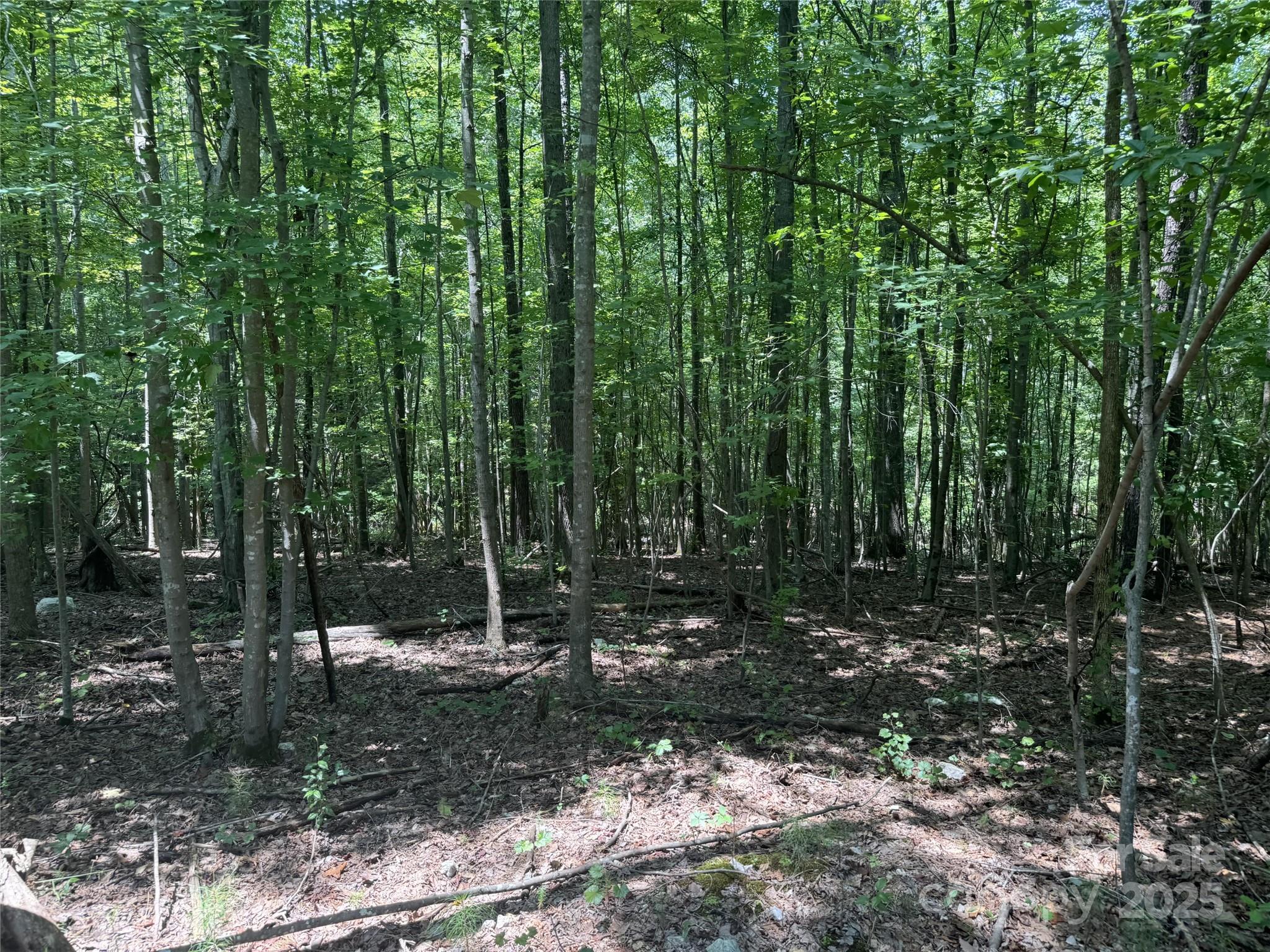 131 Biscoe Road Troy, NC 27371 - Photo 5 of 24 a view of a forest with trees