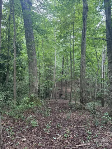 a view of a forest that has large trees
