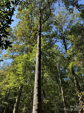 a view of a yard with trees