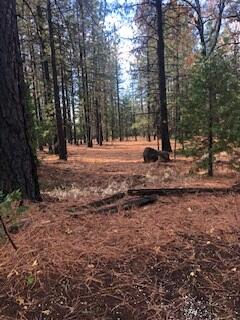 30162 Whitmore Road Whitmore, CA 96096 - Photo 19 of 20 nicely treed