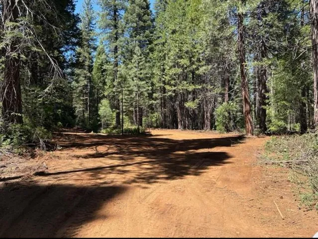 a view of large tree with large trees