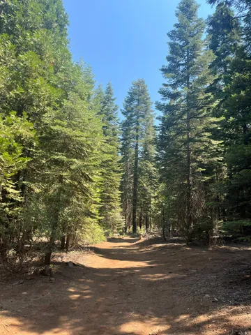 a view of a yard with large trees