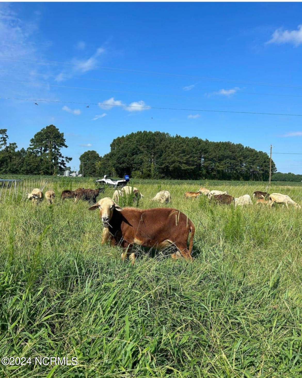 165 Clayhill Road Gates, NC 27937 - Photo 34 of 36 Livestock 3