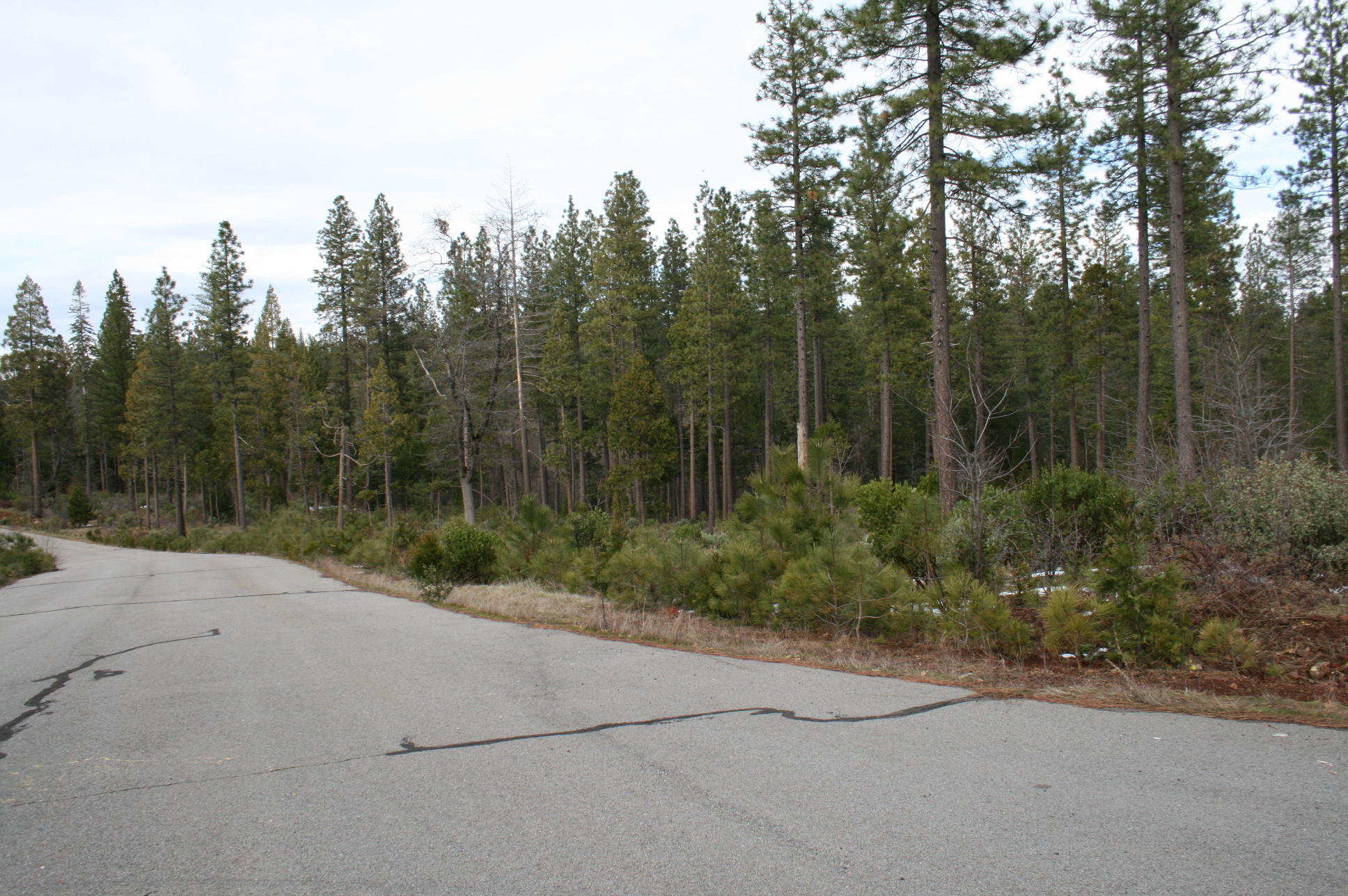 Waterleaf Road Shingletown, CA 96088 - Photo 11 of 15 IMG_8575