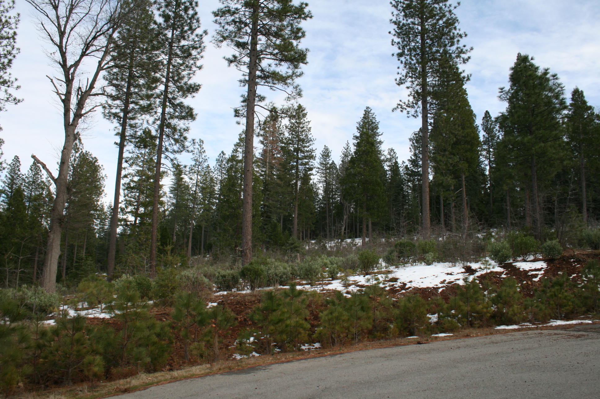 Waterleaf Road Shingletown, CA 96088 - Photo 12 of 15 IMG_8576