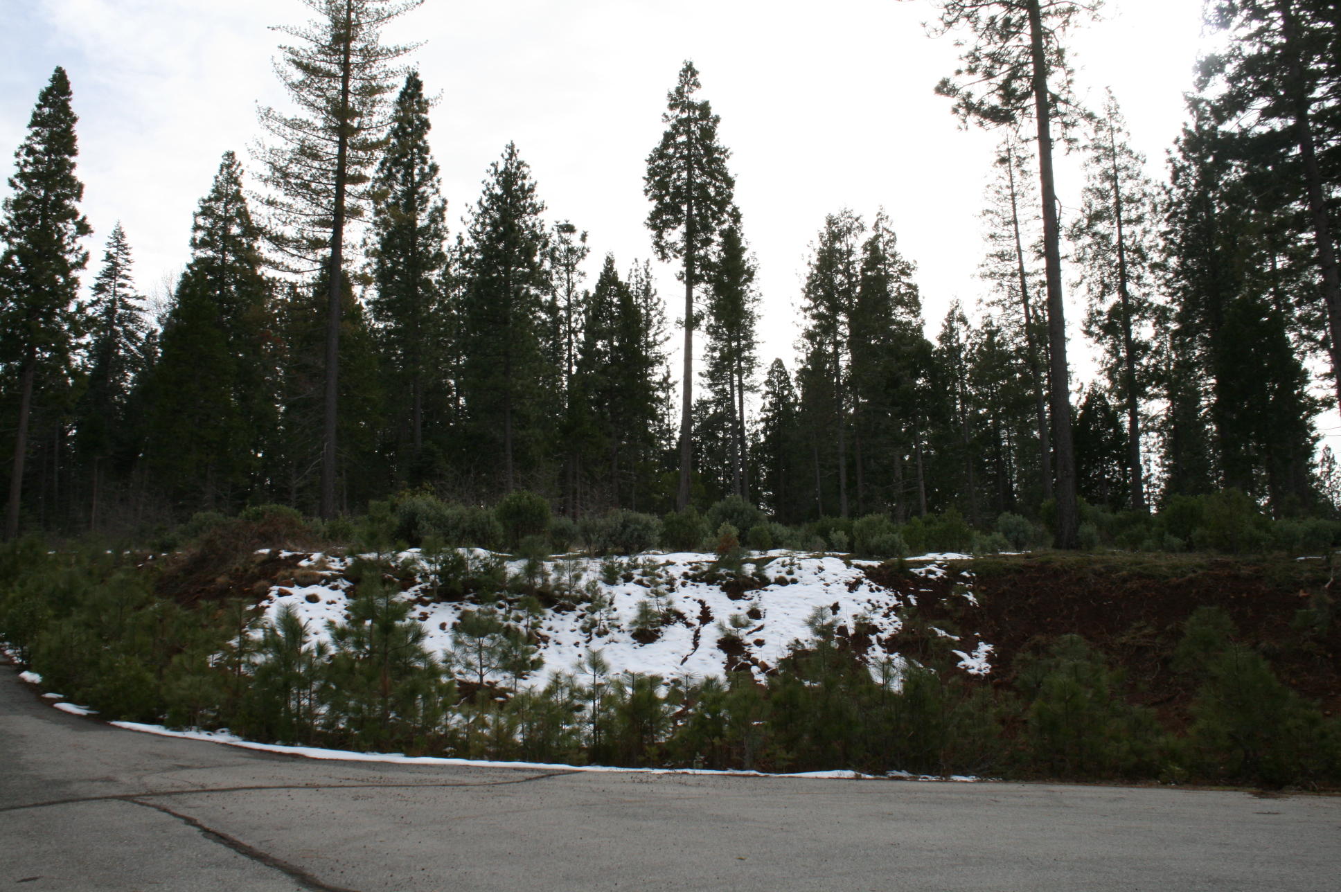 Waterleaf Road Shingletown, CA 96088 - Photo 13 of 15 IMG_8578