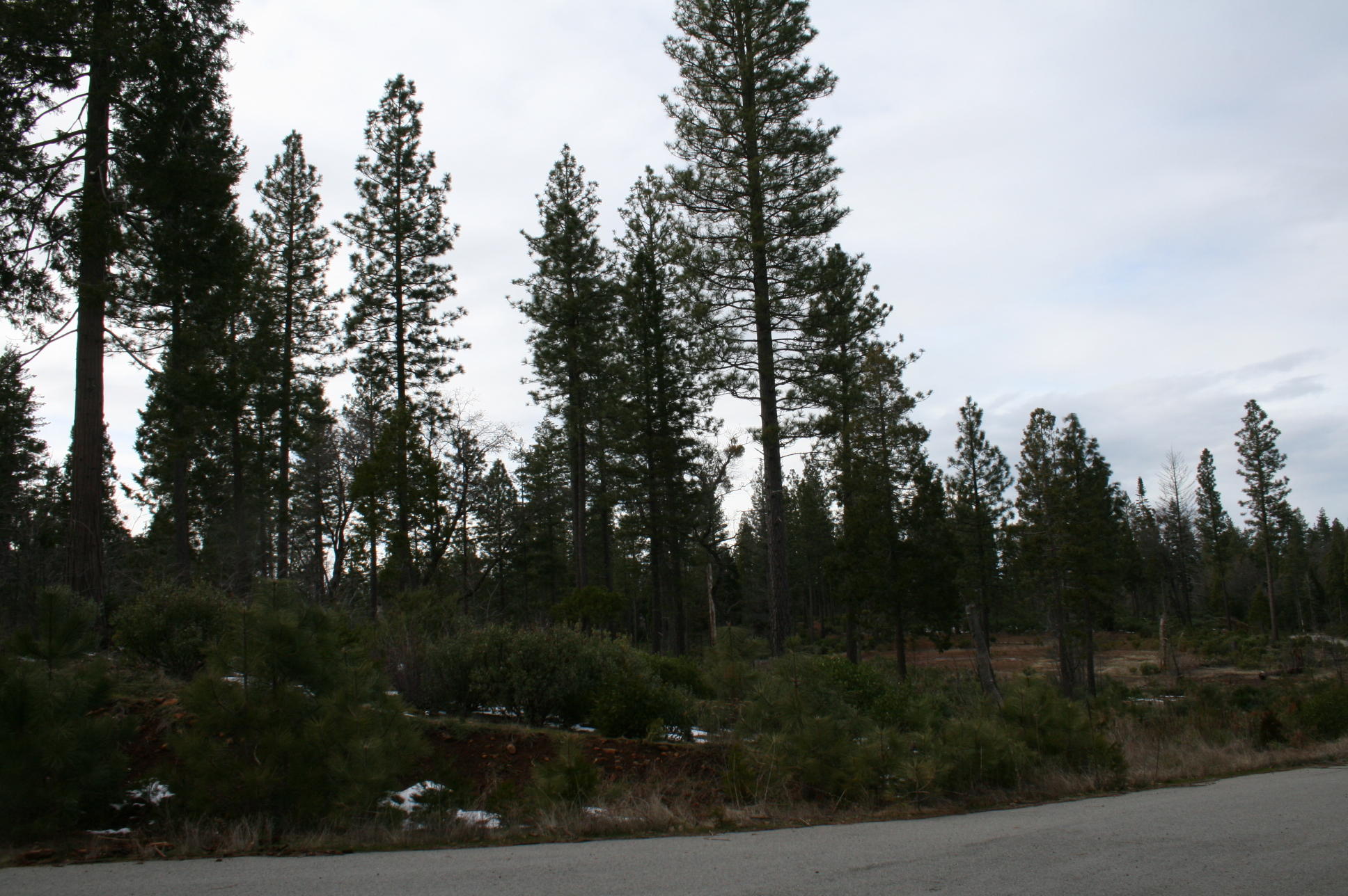 Waterleaf Road Shingletown, CA 96088 - Photo 14 of 15 IMG_8579