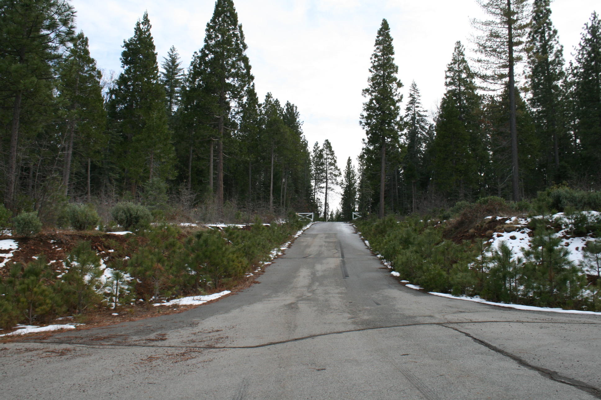 Waterleaf Road Shingletown, CA 96088 - Photo 15 of 15 IMG_8577