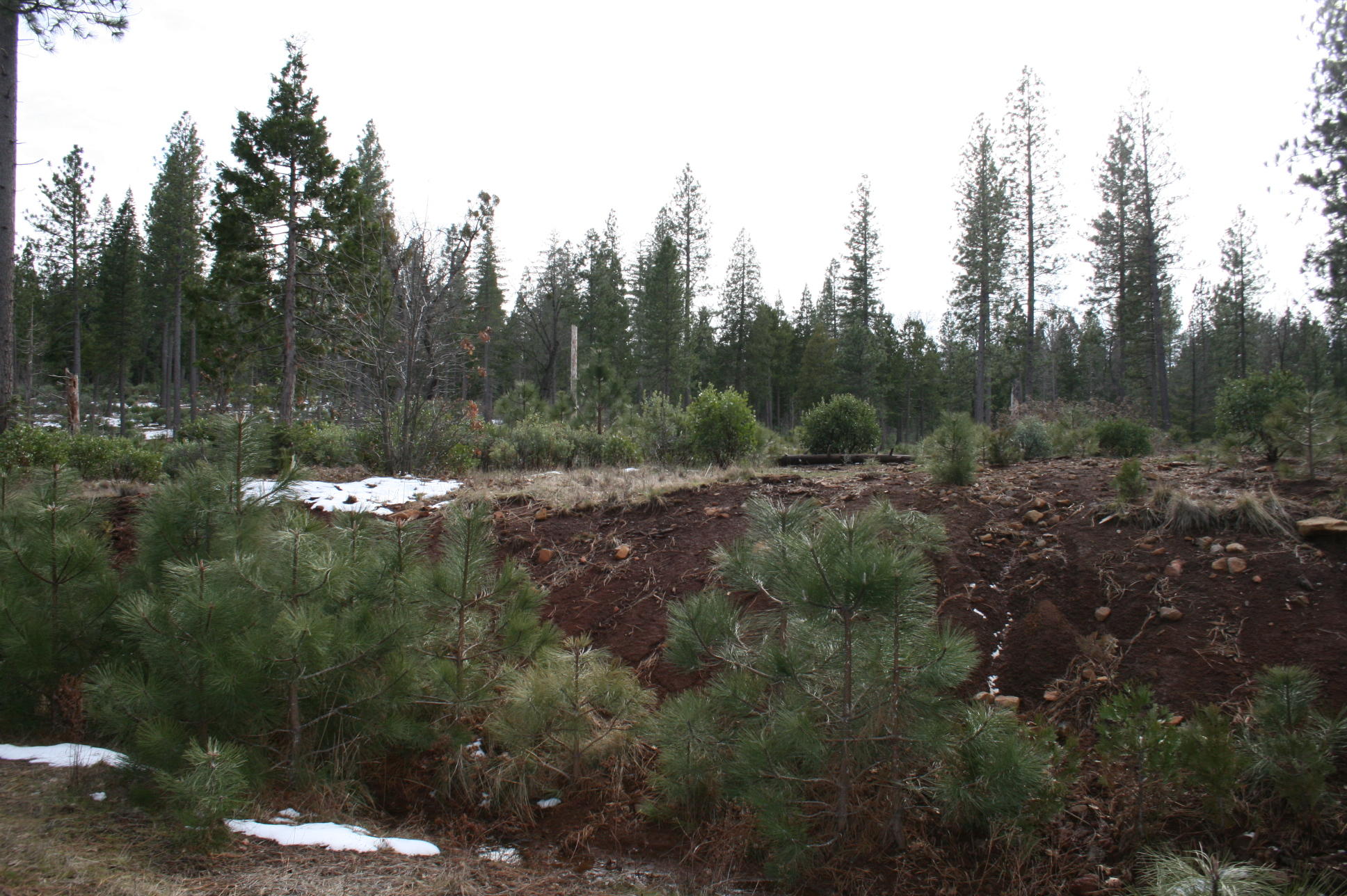 Waterleaf Road Shingletown, CA 96088 - Photo 10 of 15 IMG_8574