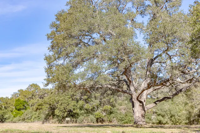 a view of a yard with plants and large trees