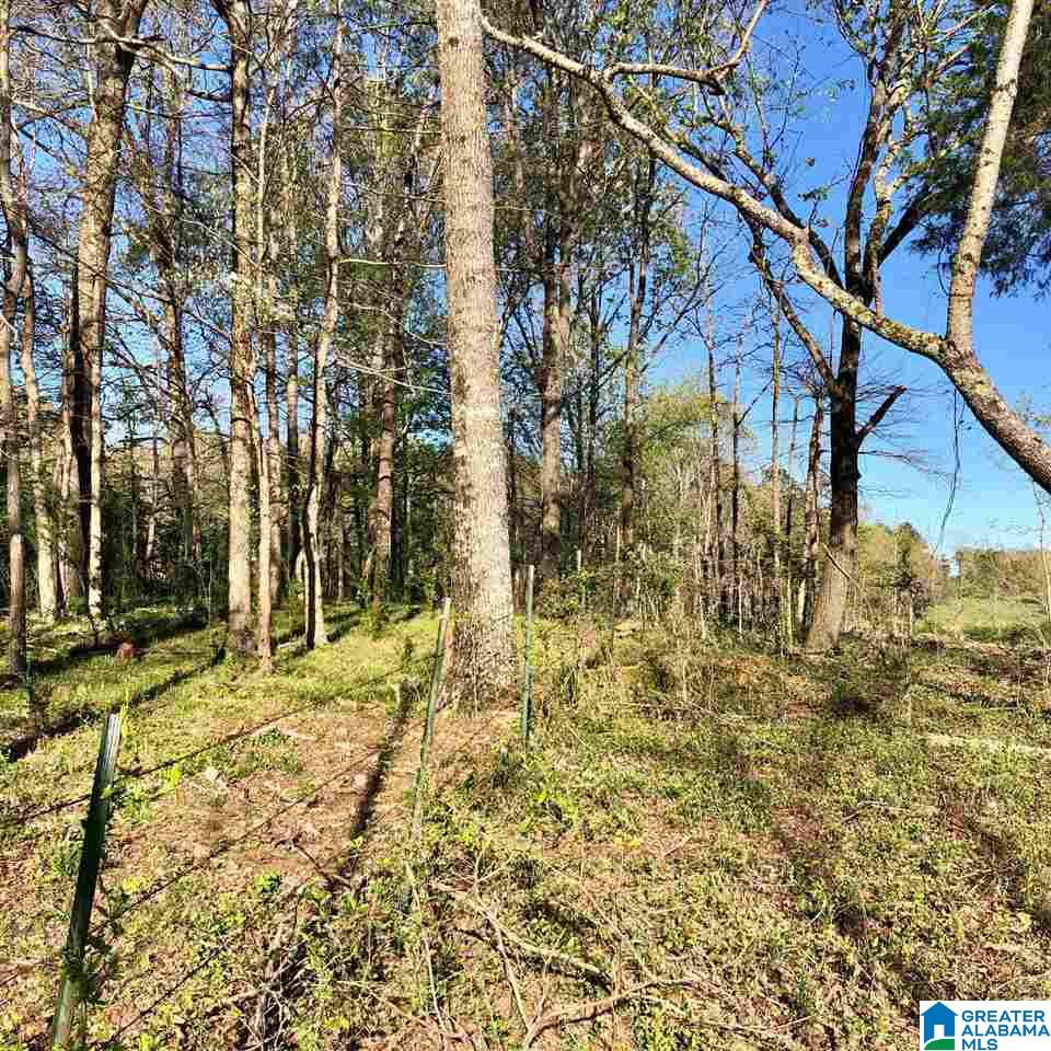 43-acres Wills Farm Road, Unit 43 ACRES Lincoln, AL 35096 - Photo 12 of 19