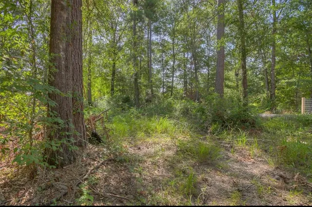a view of a forest with trees