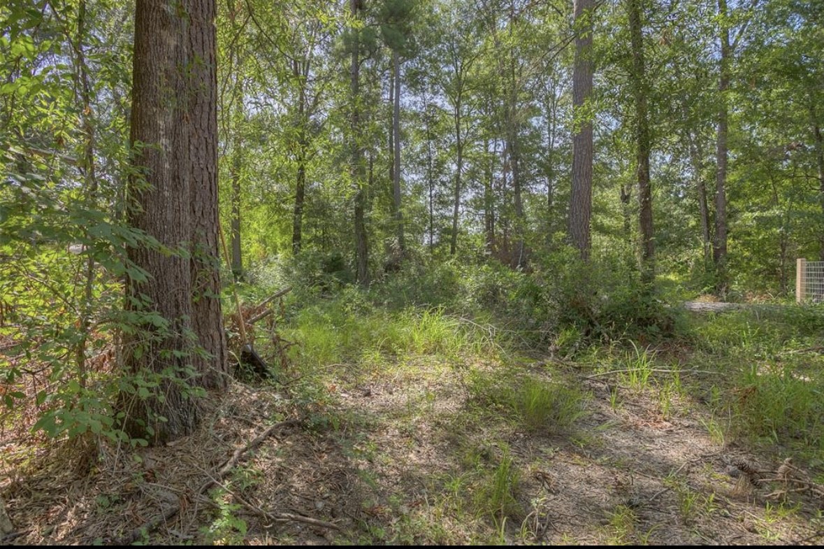 a view of a forest with trees