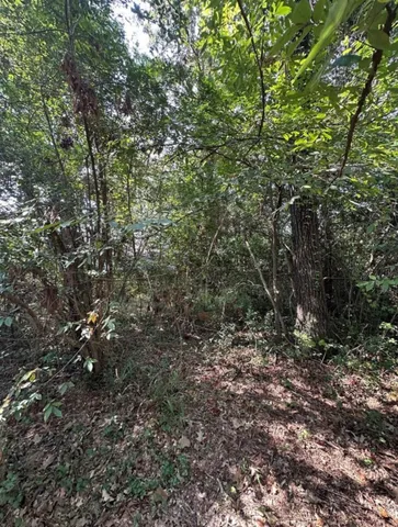 a view of a forest with a tree