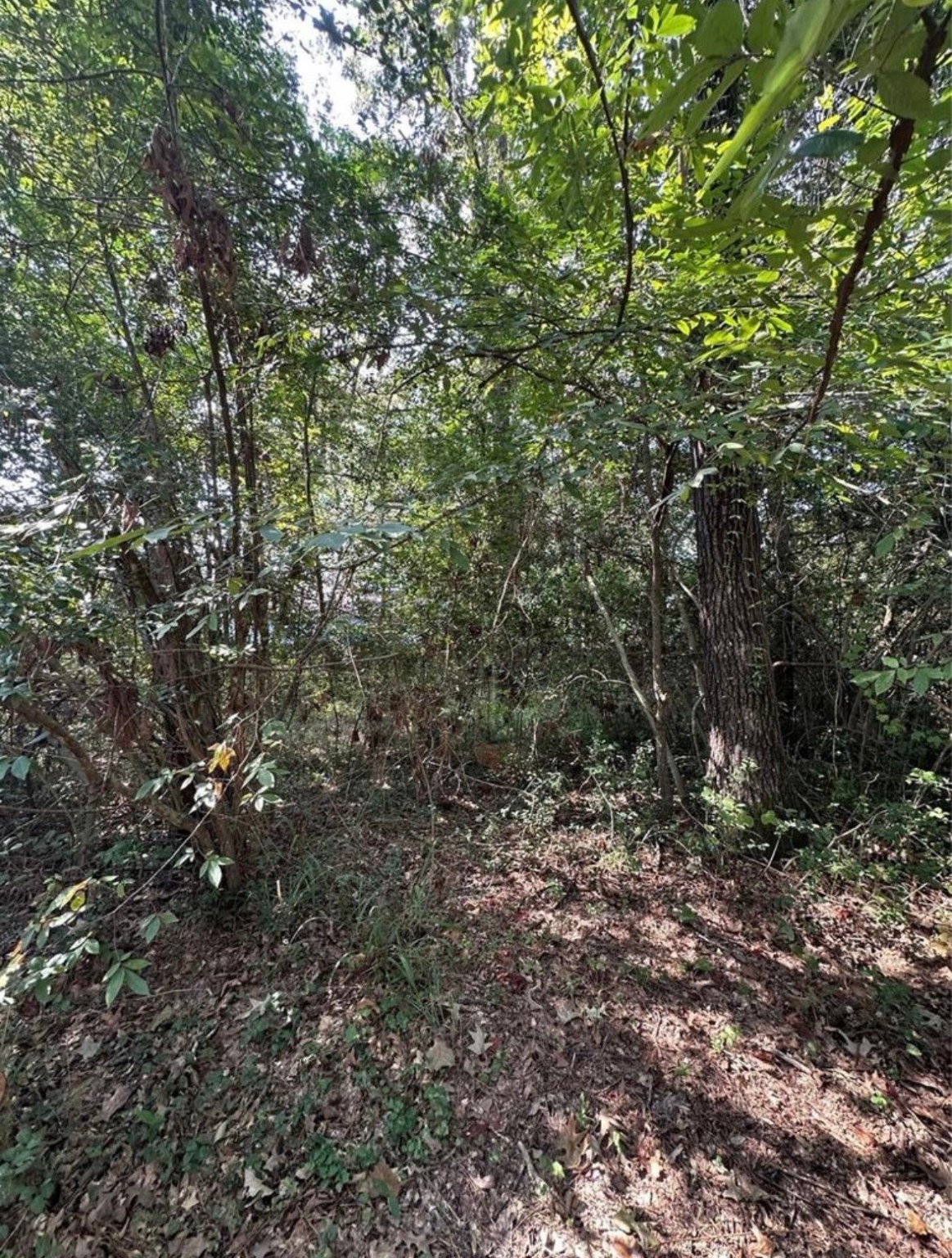 191 Cayman Street Point Blank, TX 77364 - Photo 2 of 8 a view of a forest with a tree