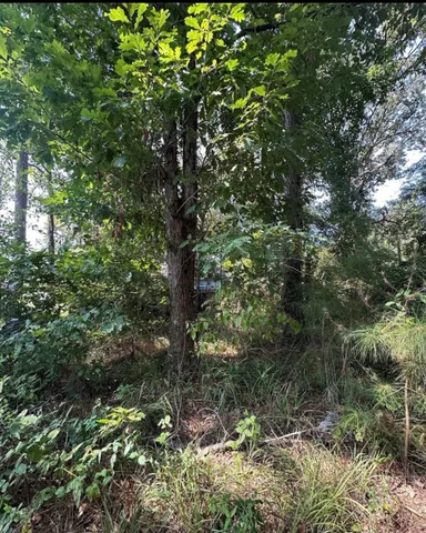 a view of a tree in a yard