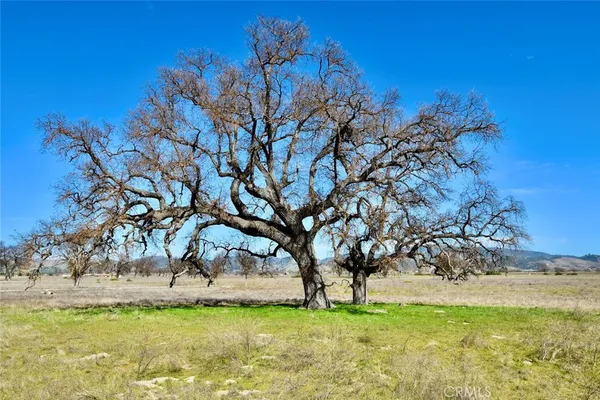 a view of yard with tree