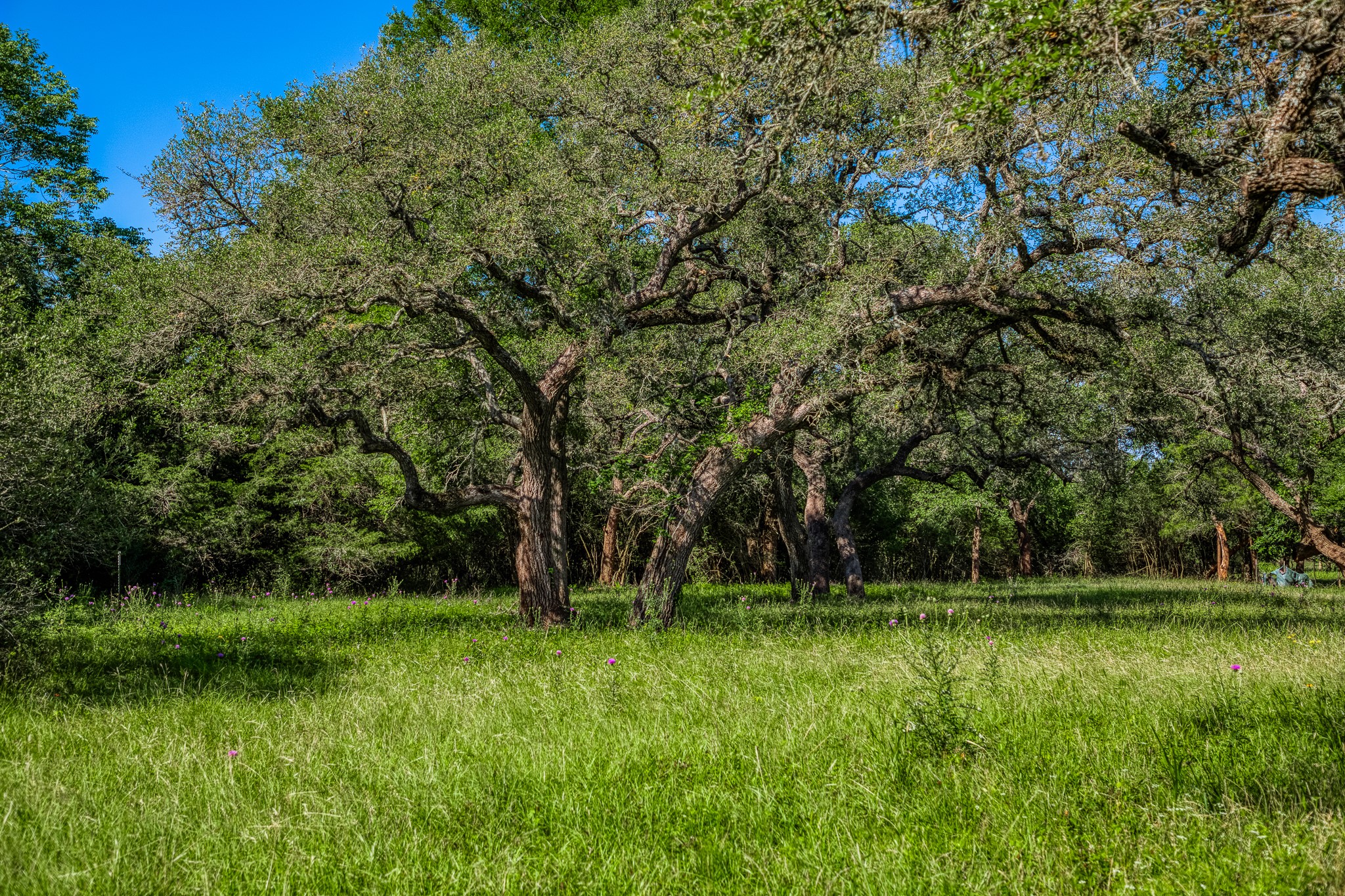 330 North Nassau Road Round Top, TX 78954 - Photo 4 of 18