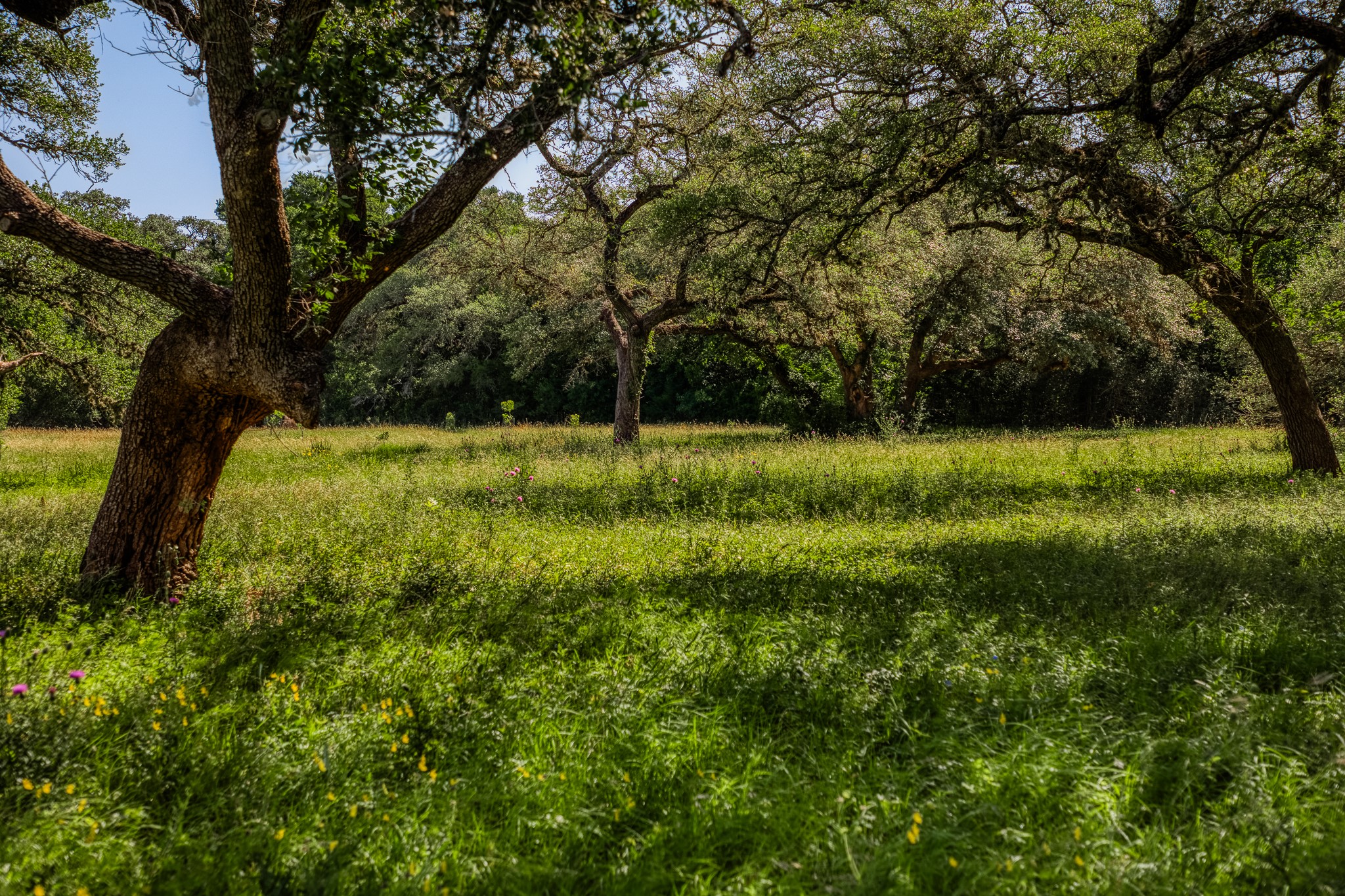 330 North Nassau Road Round Top, TX 78954 - Photo 5 of 18